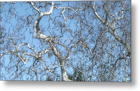  Metal Print featuring the photograph Bare Branches by Steve Fields