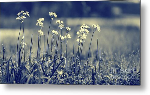 Art Metal Print featuring the photograph Beautiful gentle wildflowers by Anna Om