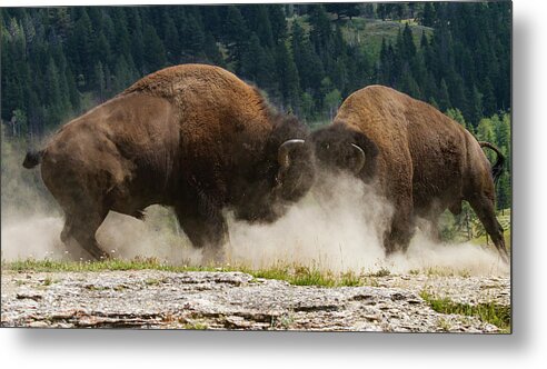 Mark Miller Photos Metal Print featuring the photograph Bison Duel by Mark Miller