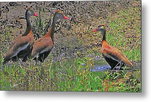 Nature Metal Print featuring the photograph Black-bellied Whistling Ducks by Phil Jensen