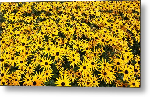 Black Eyed Susans Metal Print featuring the photograph Black eyes by Imagery-at- Work