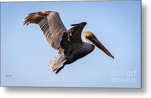 Nature Metal Print featuring the photograph Brown Pelican In Flight - Pelecanus Occidentalis by DB Hayes