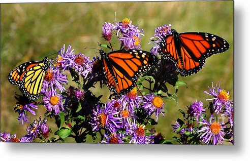 Diane Berry Metal Print featuring the photograph Butterfly Mania by Diane E Berry