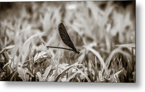 Nature Metal Print featuring the photograph Damsel Fly by Hyuntae Kim