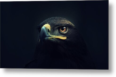 Animal Metal Print featuring the photograph Eagle by Zoltan Toth