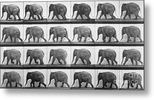 Muybridge Metal Print featuring the photograph Elephant Walking by Eadweard Muybridge
