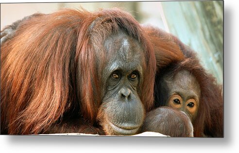 Orangutans Metal Print featuring the photograph Embrace by Donna Proctor