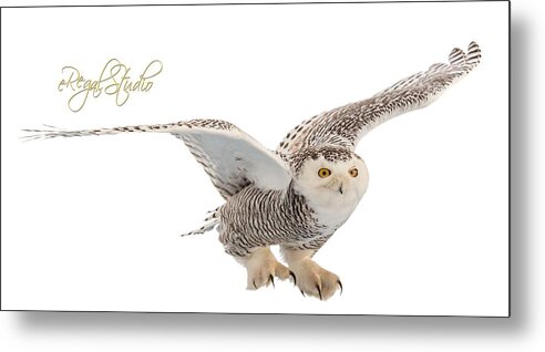 Snowy Owl Metal Print featuring the photograph eRegal Studio Snowy Owl graphic by Everet Regal