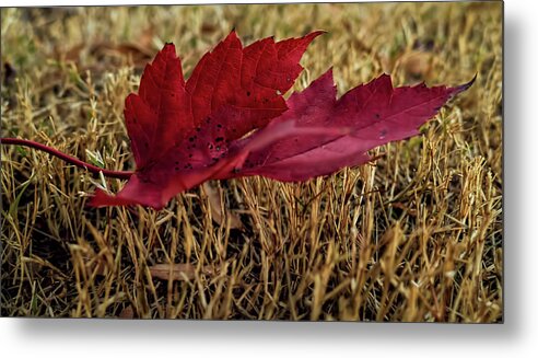Fall Metal Print featuring the photograph Fallen Leaf by Elijah Knight