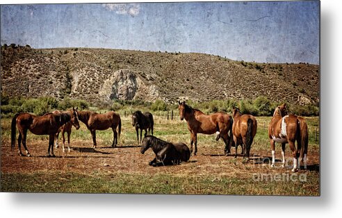 Horses Metal Print featuring the photograph Family Gathering by Franz Zarda