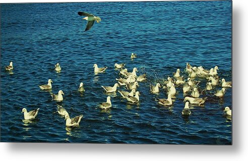 Birds Metal Print featuring the photograph Fishmarket by HweeYen Ong