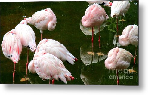 Flamingo Metal Print featuring the photograph Flamingos 10 by Randall Weidner