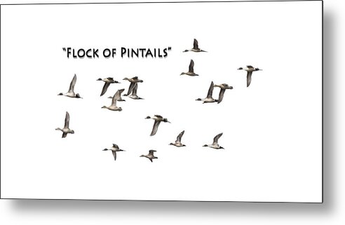 Pintail Or Northern Pintail (anas Acuta) Metal Print featuring the photograph Flock Of Pintails by Thomas Young