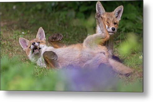 Fox Metal Print featuring the photograph Fox Cubs Playing by Pete Walkden
