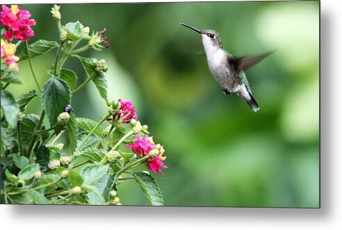 Hummingbird Metal Print featuring the photograph God Is The Wind Beneath My Wings by Diane Lindon Coy