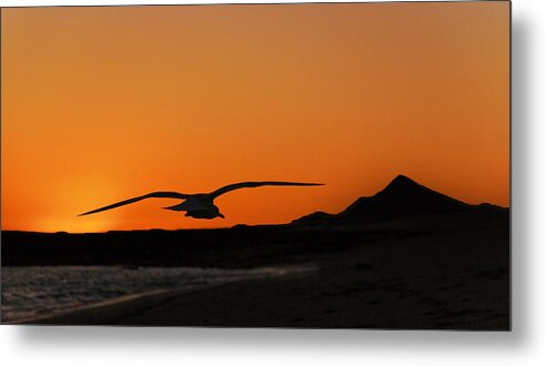 Sea Gull Metal Print featuring the photograph Gull at Sunset by Dave Dilli