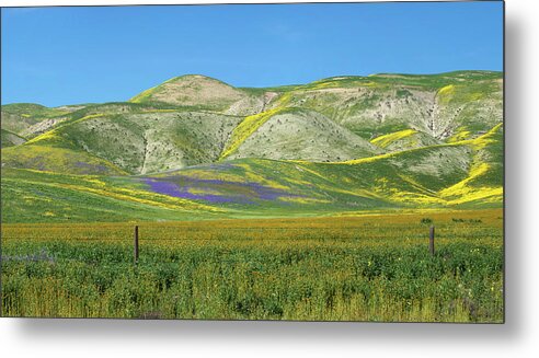 Wildflowers Metal Print featuring the photograph Highway 58 Superbloom Panorama by Lynn Bauer