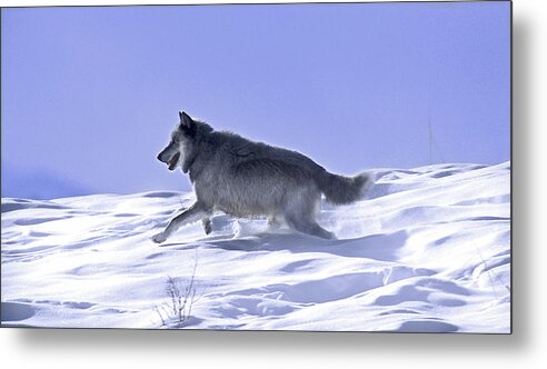 Druid Wolves Metal Print featuring the photograph His Majesty Druid Wolf 21M by Mark Miller