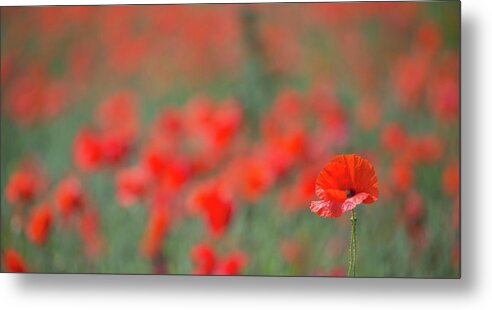 Wild Metal Print featuring the photograph Lone Poppy Clarity by Pete Walkden