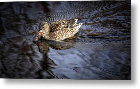 Ducks Metal Print featuring the photograph Looking Glass by Elaine Malott