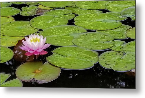 Water Lily Metal Print featuring the photograph Lotus Blossom by Holly Ross