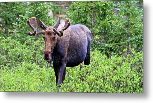 Moose Metal Print featuring the photograph Moose Trail by Scott Mahon