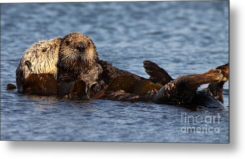 Baby Metal Print featuring the photograph Mother Sea Otter Cuddling Baby by Max Allen