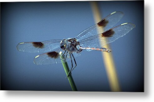  Metal Print featuring the photograph My Favorite Dragonfly by Kimberly Woyak