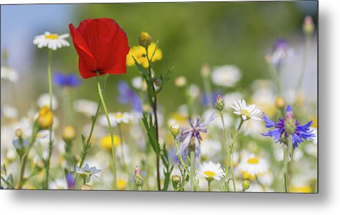 Poppy Metal Print featuring the photograph Poppy in Meadow by Diane Fifield