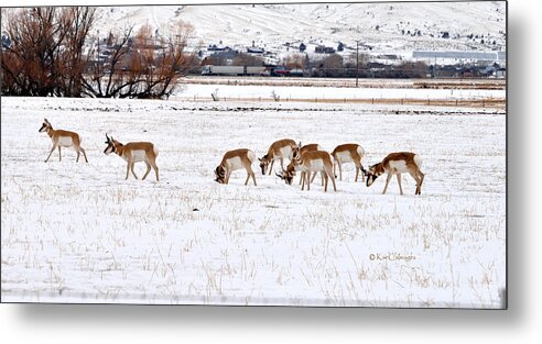 Pronghorn Metal Print featuring the photograph Pronghorn in Snow by Kae Cheatham