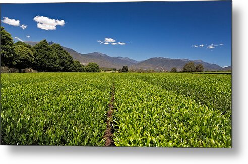 Alpine Green Tea Metal Print featuring the photograph Ready for Harvest by Mark Lucey