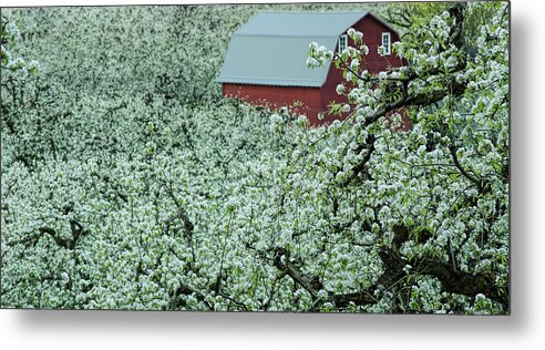 Hood River Metal Print featuring the photograph Red Barn in the Blossoms by Don Schwartz