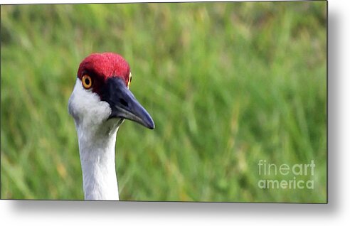 Red Headed Crane Metal Print featuring the photograph Red Headed Crane by Jennifer Robin