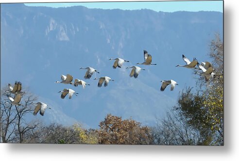 Southwest Usa Metal Print featuring the photograph Sandhill Cranes in Flight by Alan Toepfer