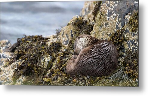 Otter Metal Print featuring the photograph Sleeping Otter by Pete Walkden