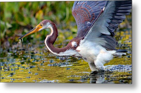 Art Metal Print featuring the photograph Snack - Signed by DB Hayes