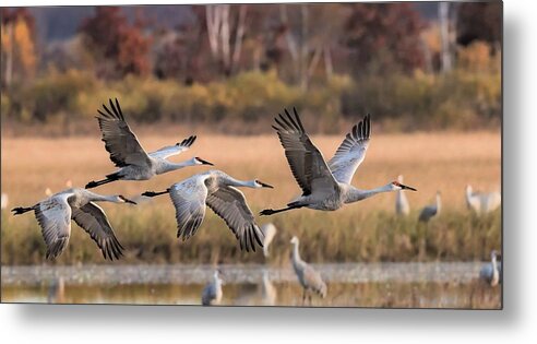 Sandhill Cranes Metal Print featuring the photograph Southbound Sandhills by Michael Hall