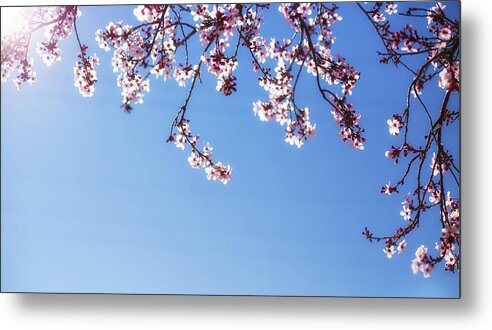 Cherry Blossoms Metal Print featuring the photograph Spring is here by Kunal Mehra