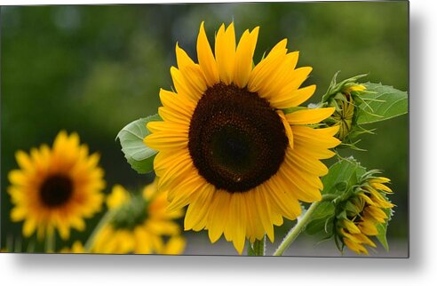 Flowers Metal Print featuring the photograph Sunflower Group by Eileen Brymer