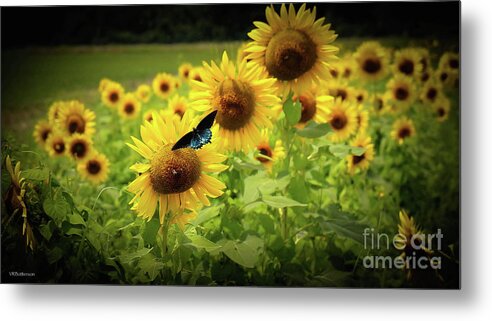 Sunflowers Metal Print featuring the photograph Sunflowers in Memphis by Veronica Batterson