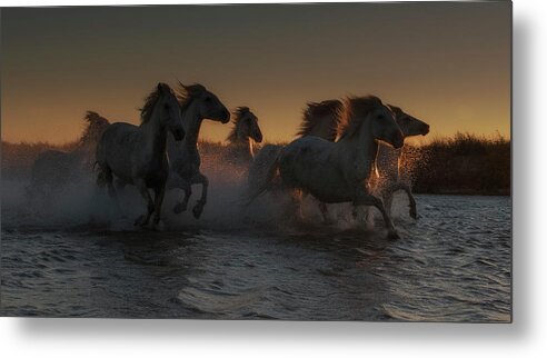 Horses Metal Print featuring the photograph Sunset Run by Wade Aiken