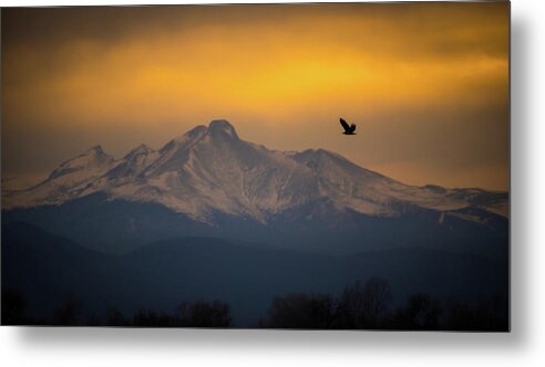 Colorado Metal Print featuring the photograph The Majestic Bald Eagle by Gary Kochel