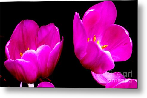 Two Tulips Metal Print featuring the photograph Two Tulips by Tim Townsend