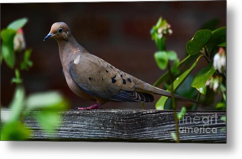Dove Metal Print featuring the photograph Watching by Barry Bohn