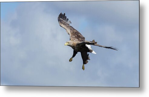 White-tailed Eagle Metal Print featuring the photograph White-Tailed Eagle Dropping Down by Pete Walkden