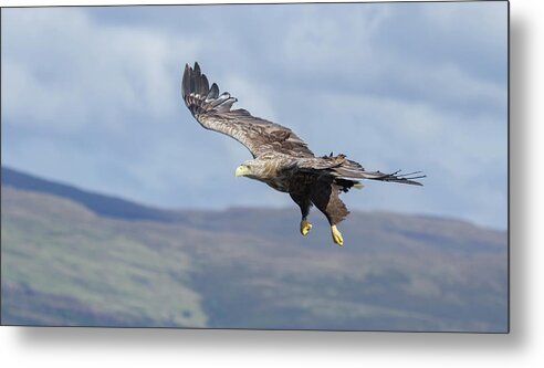 White-tailed Eagle Metal Print featuring the photograph White-Tailed Eagle On Mull by Pete Walkden