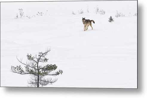 Algonquin Metal Print featuring the photograph Winter Wolf by Tracy Munson