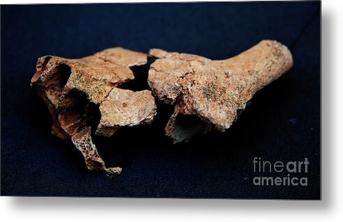 21st Century Metal Print featuring the photograph Hominid Jawbone Fragment Found At Sima Del Elefante #1 by Javier Trueba/msf/science Photo Library