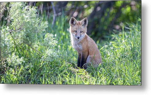 Fox Metal Print featuring the photograph Soul Center #1 by Kevin Dietrich