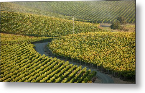 In A Row Metal Print featuring the photograph Aerial View Of Vineyards by Epicurean